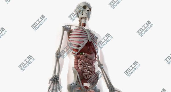 images/goods_img/20210312/Male Skin, Skeleton And Organs 3D model/2.jpg